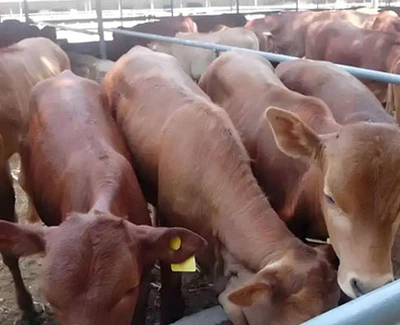 Ivermectin injection use| Shaanxi BLOOM Tech Co., Ltd Ivermectin injection use| Shaanxi BLOOM Tech Co., Ltd