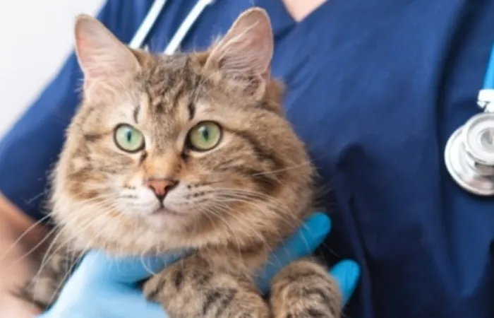 GS 441524 Safety Profile In Adult Cats | Shaanxi BLOOM Tech Co., Ltd GS 441524 Safety Profile In Adult Cats | Shaanxi BLOOM Tech Co., Ltd