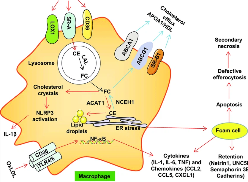 Cholesterol Powder CAS 57-88-5 | Shaanxi BLOOM Tech Co., Ltd Cholesterol Powder CAS 57-88-5 | Shaanxi BLOOM Tech Co., Ltd