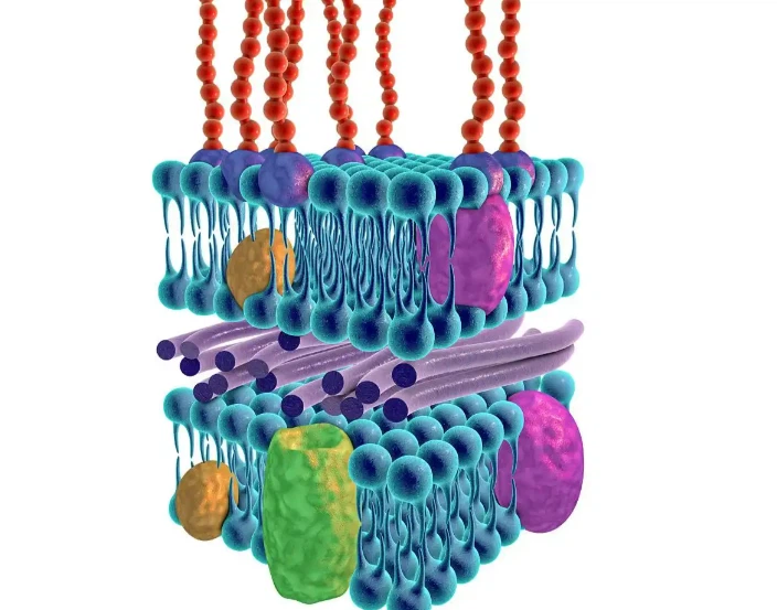 SLU-PP-332 500mcg | Shaanxi BLOOM Tech Co., Ltd SLU-PP-332 500mcg | Shaanxi BLOOM Tech Co., Ltd