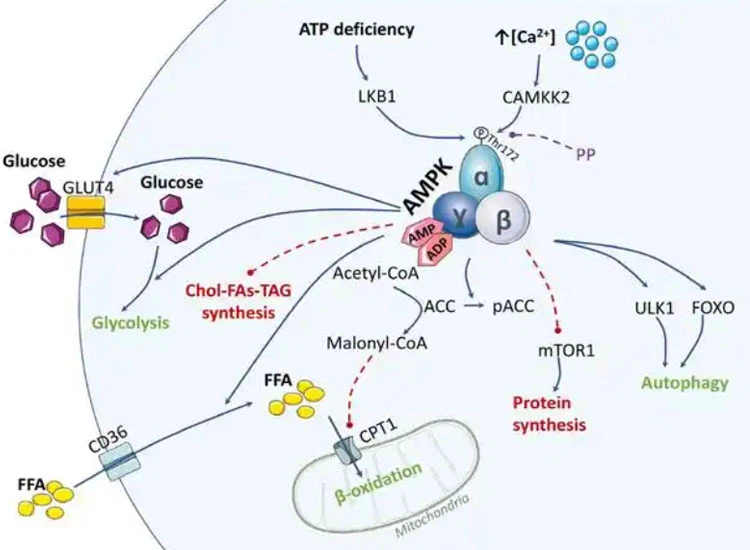 SLU-PP-332 Supply | Shaanxi BLOOM Tech Co., Ltd SLU-PP-332 Supply | Shaanxi BLOOM Tech Co., Ltd