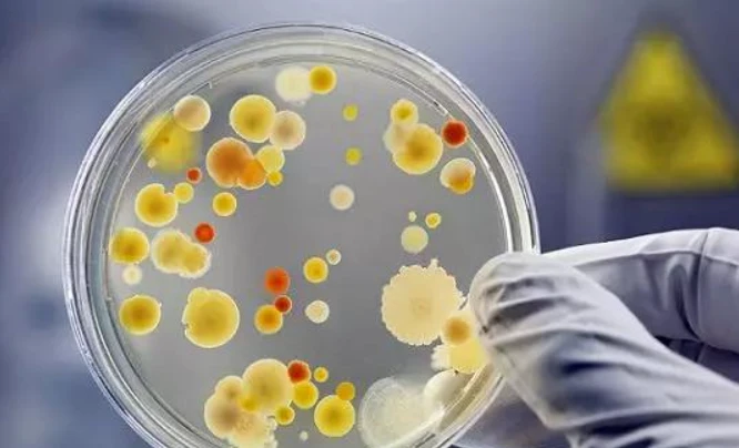GS 441524 viruses | Shaanxi BLOOM Tech Co., Ltd GS 441524 viruses | Shaanxi BLOOM Tech Co., Ltd